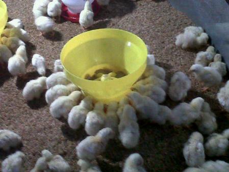Kelebihan Penggunaan Baby Chick Feeder Jual Peralatan Kandang