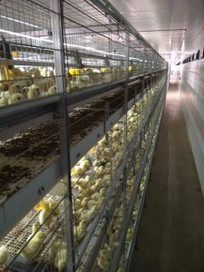 Kandang Modern Adalah Apartemen Buat Ayam Broiler dan Petelur | Jual