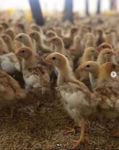 Get Kandang Ayam Sederhana Tapi Bagus Images